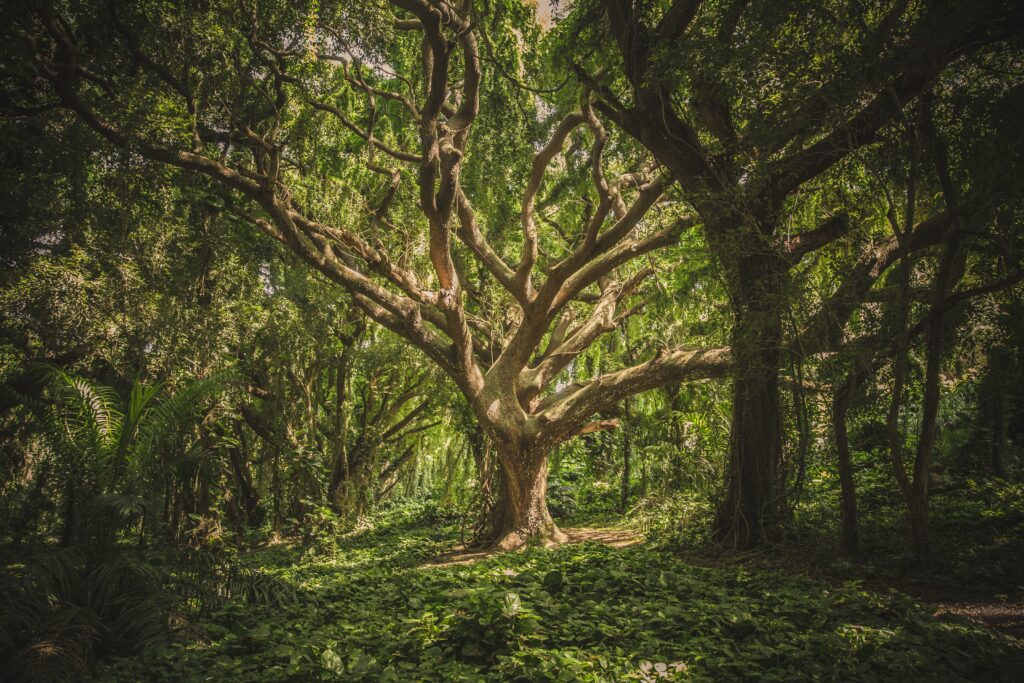 veeterzy-sMQiL_2v4vs-unsplash veeterzy-sMQiL_2v4vs-unsplash