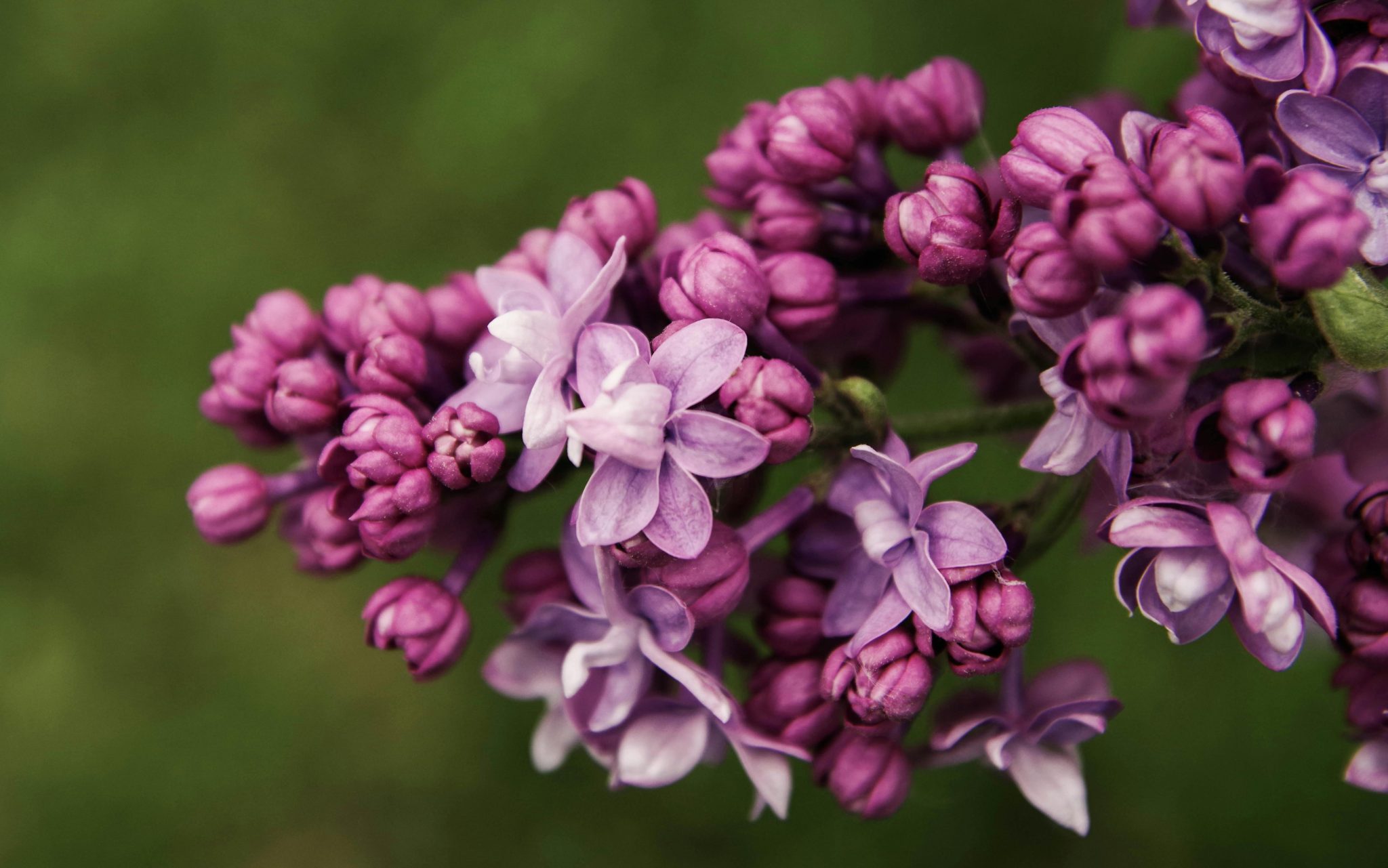 Lilas Syringa vulgaris