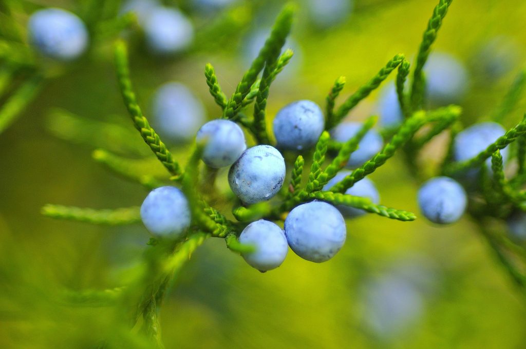 Juniper close up