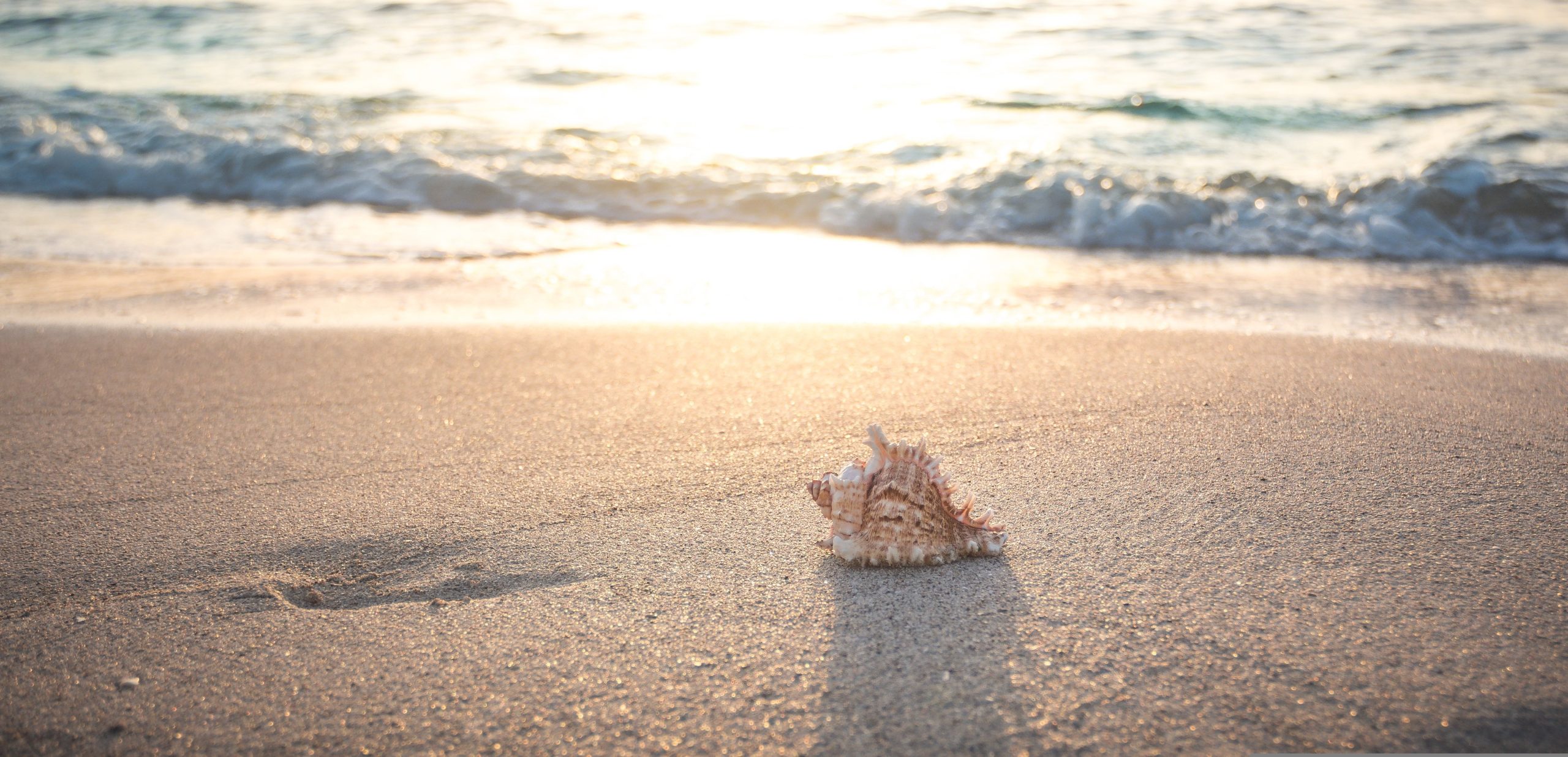 plage coquillage